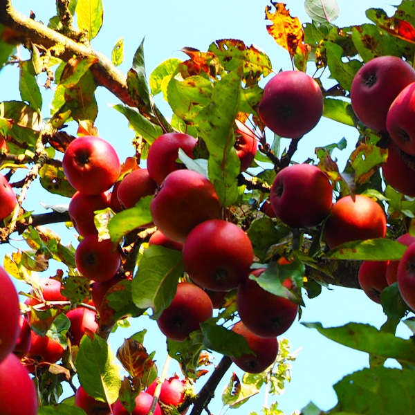 apples