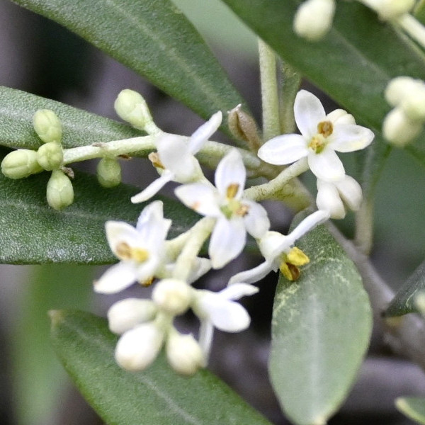 olive branch