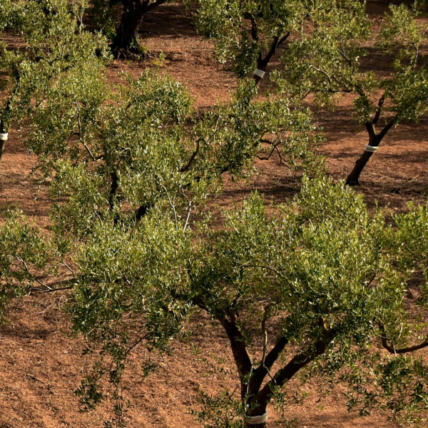 olive tree