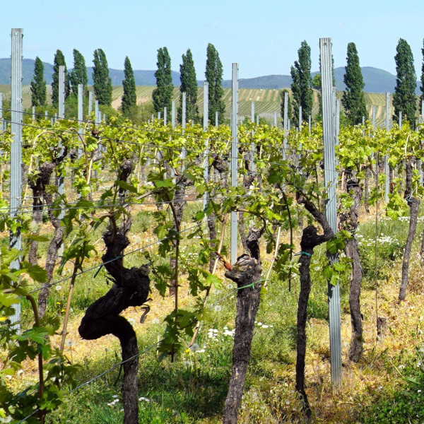 grapevine