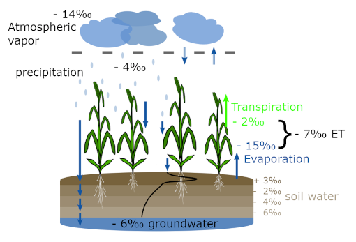 Schematic representation of changes in water stable isotopes in agricultural ecosystems.