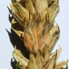 Spikelet infested with pink fusarium  © Marina Müller