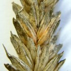Spikelet infested with black-pink fusarium  © Marina Müller