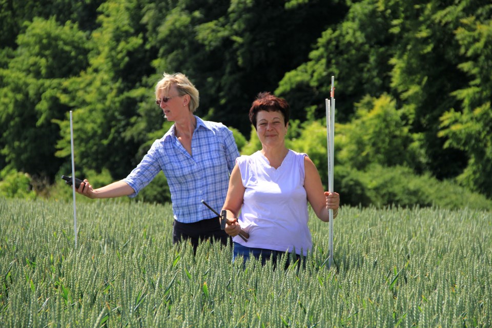 Two women are sampling phytopathogenic fungi in the field