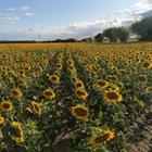 Sonnenblumenfeld. Konventionell angebaute Sonnenblume in den Referenzflächen des Versuches.  ​​​© Mosab Halwani / ZALF